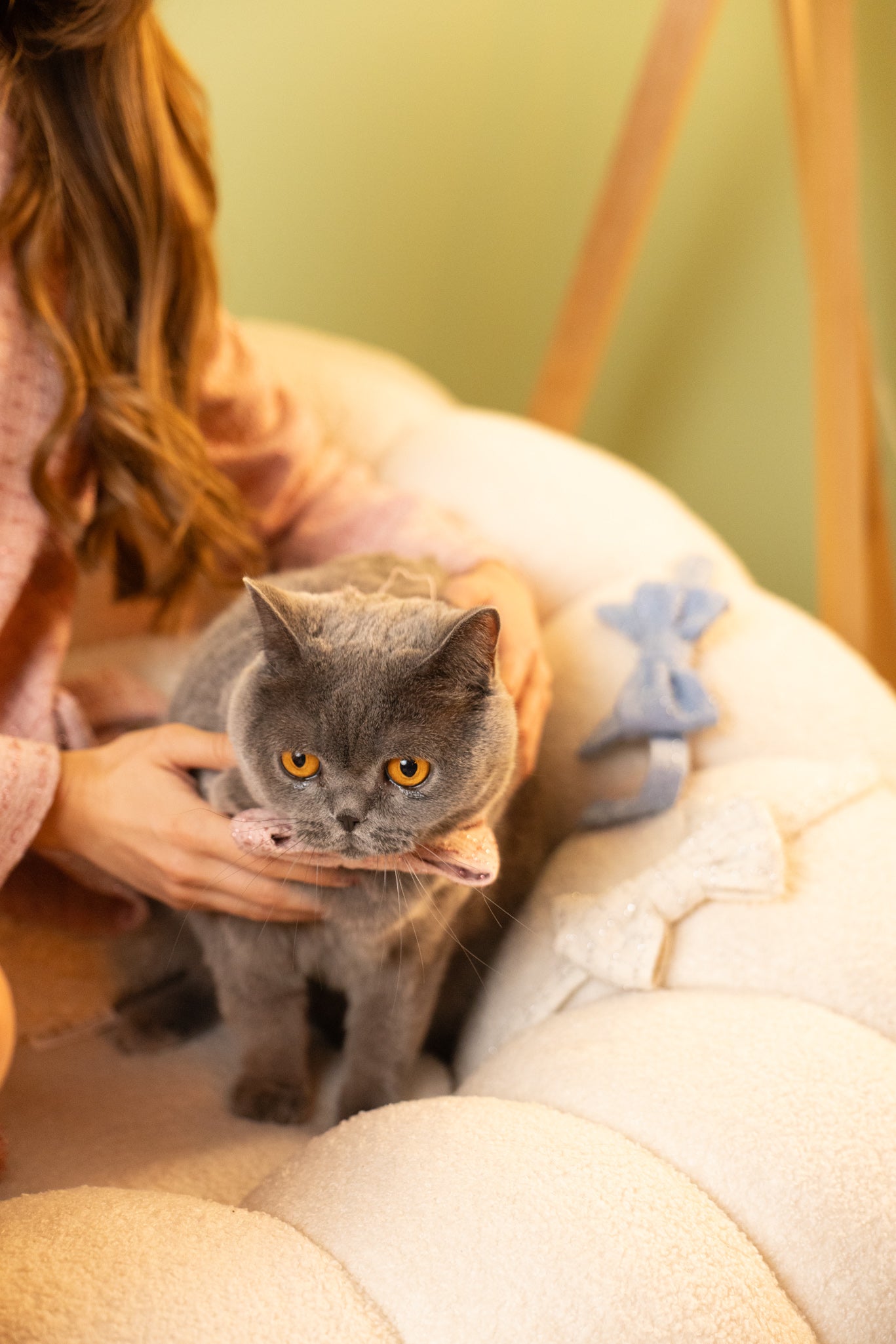 Панделка за домашен любимец